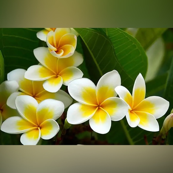 ❤️Like this listing if you would like to receive notifications ❤️ - Picture 5 of 5